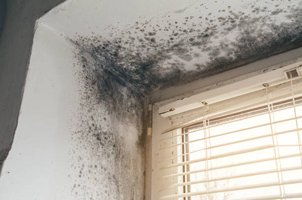 Affordable Mold Cleanup solutions in Centreville, VA
